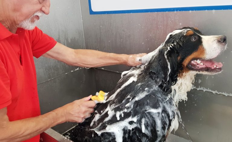 beneficios de utilizar un lavadero autoservicio para animales:
